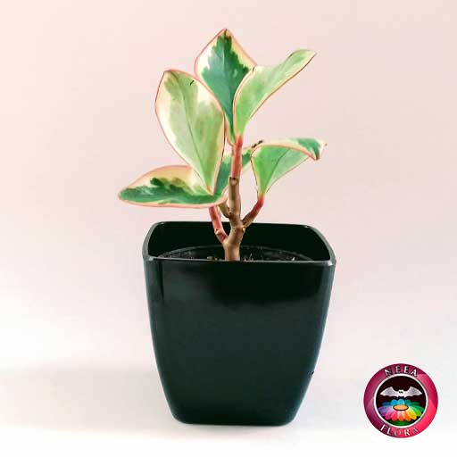 Planta Conga Peperomia clusiifolia 10cm matera plástica cubo Goodal negra frontal