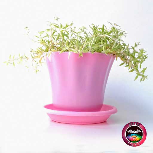 Suculenta uña de señorita Sedum 10cm matera plástica Rosalind rosa lateral