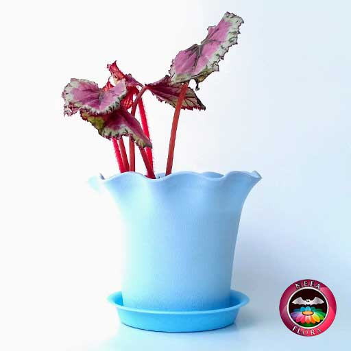 Begonia rex 10cm matera plástica Florence azul lateral
