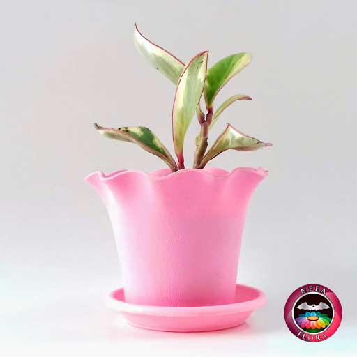 Planta Conga Peperomia clusiifolia 10cm matera plástica Florence rosa lateral
