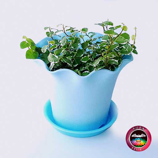 Ficus rastrero Ficus pumila 10cm matera plástica Florence azul frontal