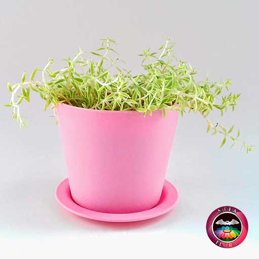 Suculenta uña de señorita Sedum 10cm matera plástica Galena rosa frontal