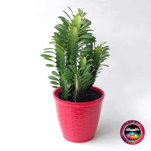 Euforbia Euphorbia trigona 12cm matera plástica patrón ondas roja frontal