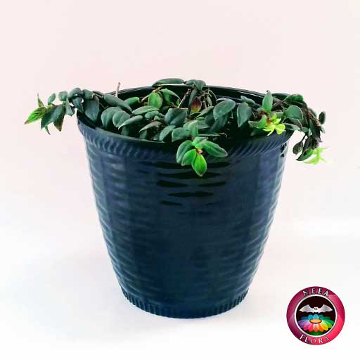 Planta pescadito tiburón Nematanthus 12cm matera plástica patrón ondas negra frontal