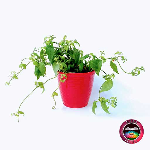 Planta fosforito Cuphea ignea 12cm matera plástica patrón ondas roja frontal