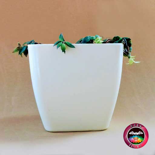 Planta pescadito tiburón Nematanthus 12cm matera plástica cubo Goodal caqui lateral