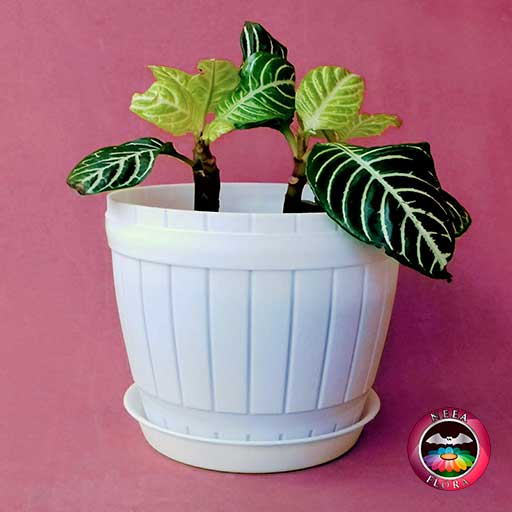 Afelandra gruesa Aphelandra squarrosa 14cm matera plástica barril blanca frontal fondo