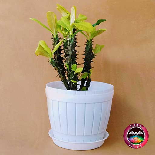 Planta corona de cristo Euphorbia milii 14cm matera plástica barril blanca frontal