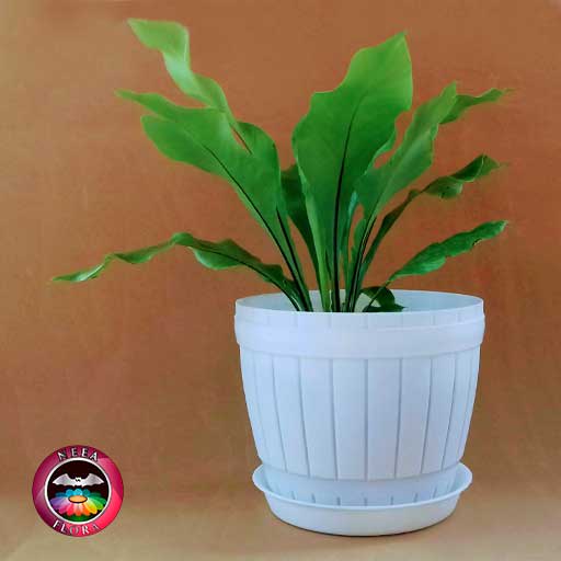 Helecho nido de ave liso Asplenium nidus 14cm matera plástica barril blanca lateral