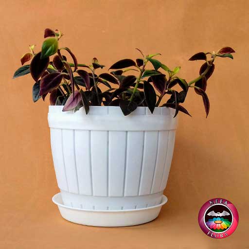 Filodendro variegado Philodendron scandens 14cm matera plástica barril blanca lateral