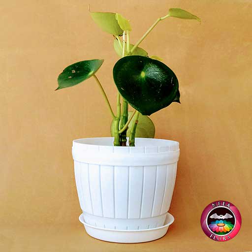 Planta Cuchara Pilea peperomioidea 14cm matera plástica barril blanca lateral