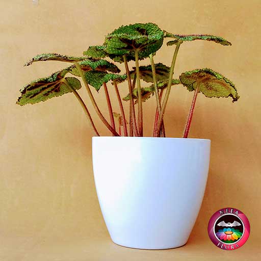 Begonia Cruz de Hierro Begonia masoniana 14cm matera plástica vaso Lynn blanca lateral