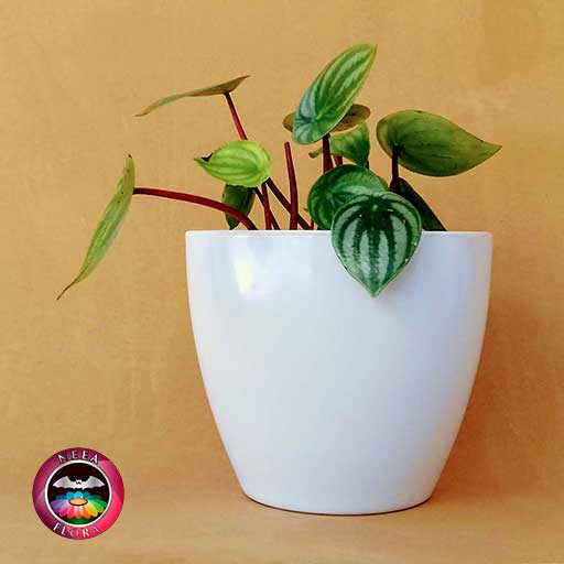 Planta Conchita Peperomia argyreia 14cm matera plástica vaso Lynn blanca lateral