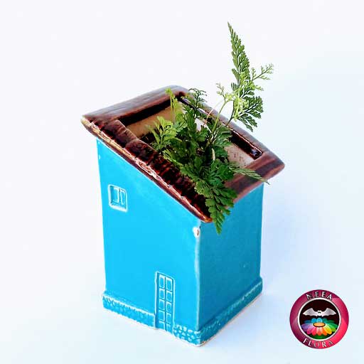 Helecho pata de conejo Davallia 9cm matera cerámica casa diagonal azul fr