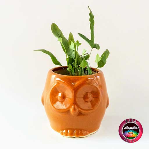 Helecho azul Phlebodium aureum 9cm matera cerámica animales buho naranja frontal