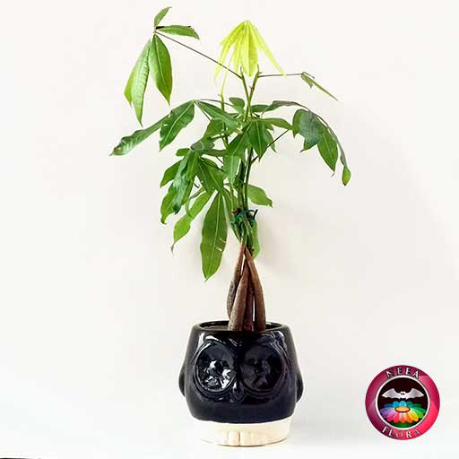 Árbol del dinero Pachira aquatica 9cm matera cerámica animales buho negra lateral