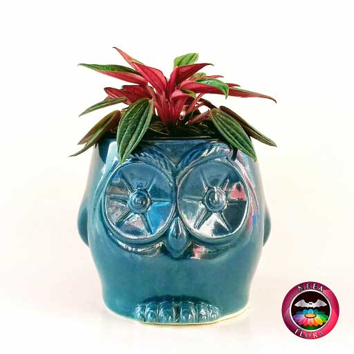 Planta velitas Peperomia caperata 9cm matera cerámica animales buho azul frontal