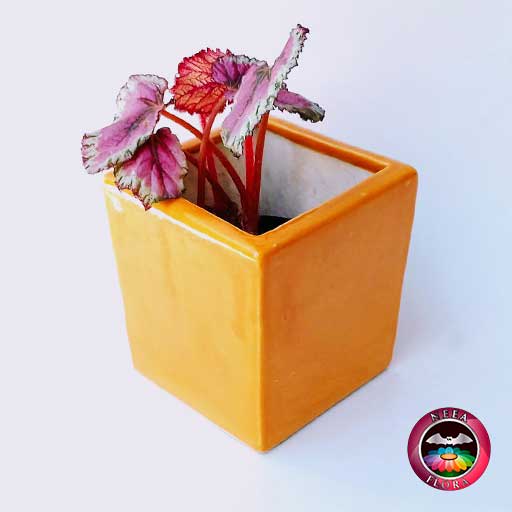 Begonia rex 10cm matera cerámica cubo Eliza naranja diagonal