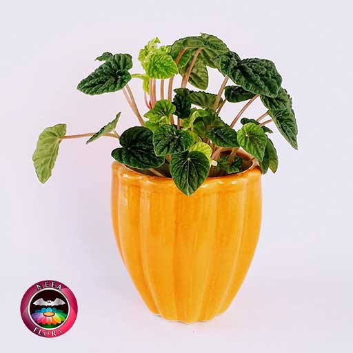 Planta velitas Peperomia caperata 12cm matera cerámica tornillo naranja frontal