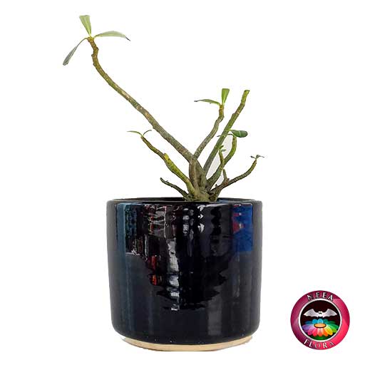 Rosa del desierto Adenium obessum 14cm matera cerámica cilindro Bell negra lateral