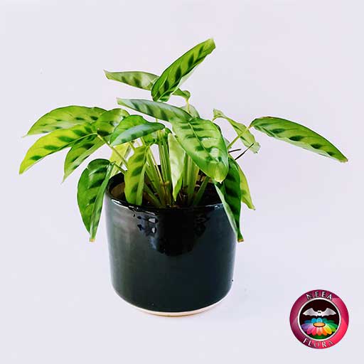 Planta mandamientos Calathea 14cm matera cerámica cilindro Bell • Neea  Flora - Recordatorios y Regalos con Suculentas