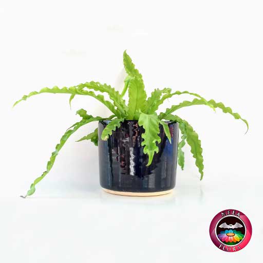 Helecho nido de ave crespo Asplenium nidus 14cm matera cerámica cilindro Bell negra lateral