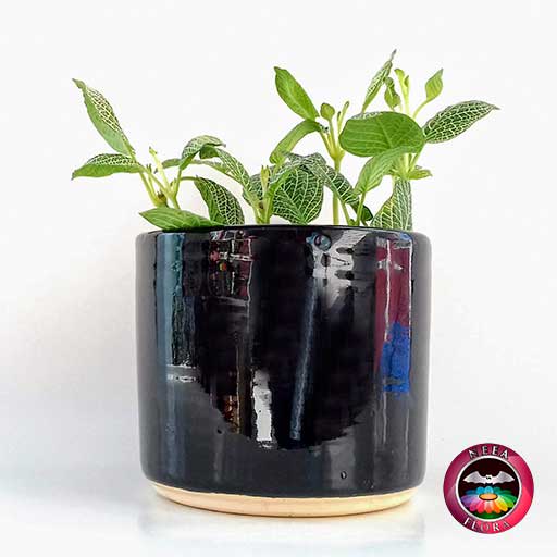 Planta abrecaminos Fittonia albivenis 14cm matera cerámica cilindro Bell negra lateral