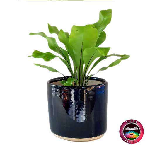 Helecho nido de ave liso Asplenium nidus 14cm matera cerámica cilindro Bell negra frontal