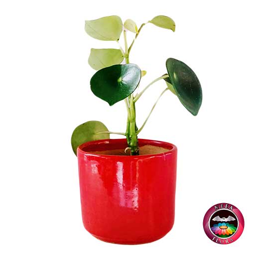 Planta Cuchara Pilea peperomioidea 14cm matera cerámica cilindro Bell roja lateral