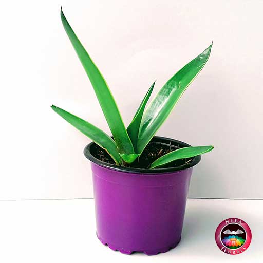 Suculenta Agave Liso P-9