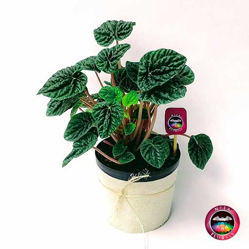 Comprar planta velitas Peperomia caperata 12cm diámetro en matera plástica cubierta con yute artesanal en Bogotá a domicilio Neea Flora.