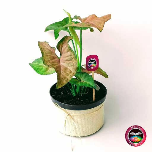 Singonio rosa Syngonium podophyllum 14cm de diámetro. Viene en una maceta plástica cubierta con yute artesanal ¡Compra a domicilio en Bogotá.