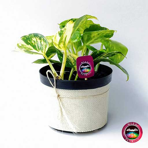 Planta Filodendro variegado Philodendron scandens 14cm de diámetro. Viene en una maceta plástica cubierta con yute artesanal. Compra a domicilio en Bogotá.