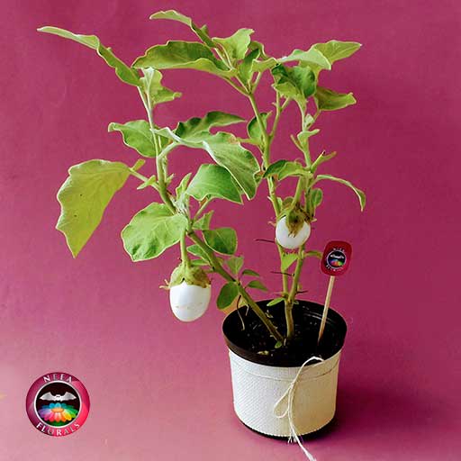 Comprar planta de huevo Solanum ovigerum 14cm en matera plástica yute a domicilio en Bogotá Neea Flora.