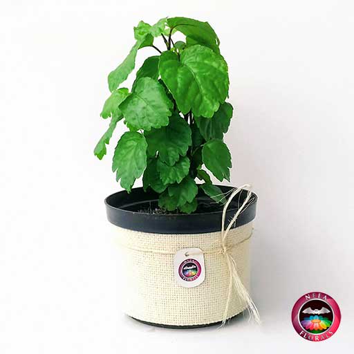 Planta millonaria Plectranthus verticillatus 14cm de diámetro. Viene en una matera plástica cubierta con yute artesanal. Compra a domicilio en Bogotá. Vivero Neea Flora.