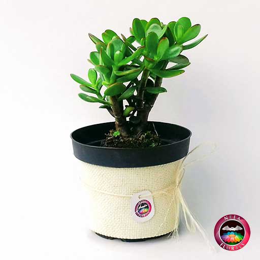 Planta jade Crassula ovata 14cm de diámetro. Viene en una maceta plástica cubierta con yute artesanal. Compra a domicilio en Bogotá. Vivero Neea Flora.