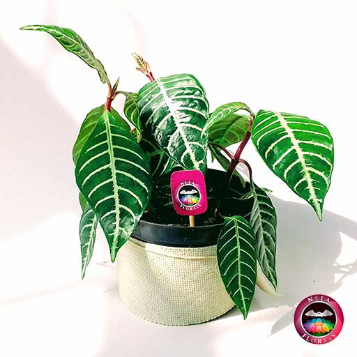 Planta Afelandra angosta Aphelandra squarrosa 14cm de diámetro. Viene en una matera plástica cubierta con yute artesanal. Compra a domicilio en Bogotá. Vivero Neea Flora.