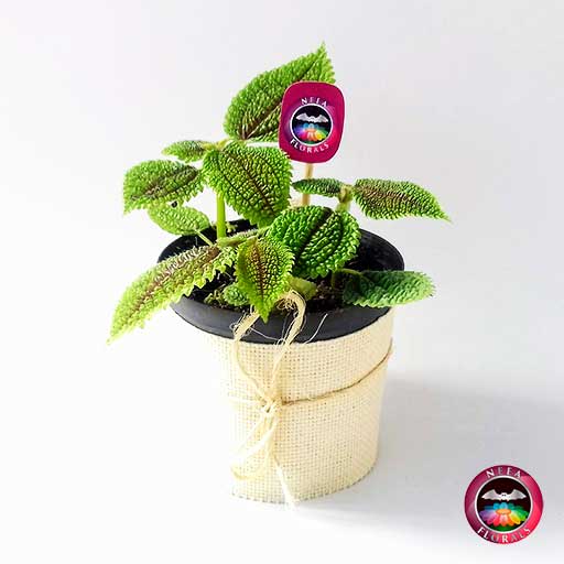Planta de la amistad Pilea involucrata 12cm de diámetro. Viene en una matera plástica cubierta con yute artesanal. Compra a domicilio en Bogotá. Vivero Neea Flora.