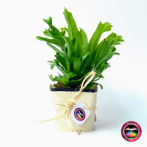 Helecho nido crissie Asplenium nidus 7cm de diámetro. Viene en una matera plástica cubierta con yute artesanal. Compra a domicilio en Bogotá. Vivero Neea Flora.