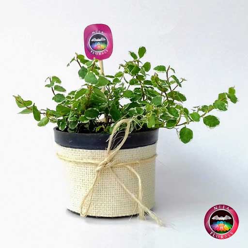 Ficus rastrero Ficus pumila 10cm de diámetro. Viene en una matera plástica cubierta con yute artesanal. Compra a domicilio en Bogotá. Vivero Neea Flora.