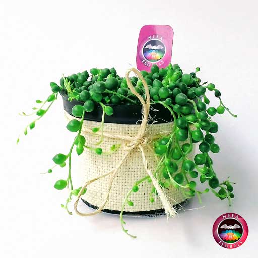 Planta camándula Senecio rowleyanus 10cm de diámetro. Viene en una matera plástica cubierta con yute artesanal. Compra a domicilio en Bogotá. Vivero Neea Flora.