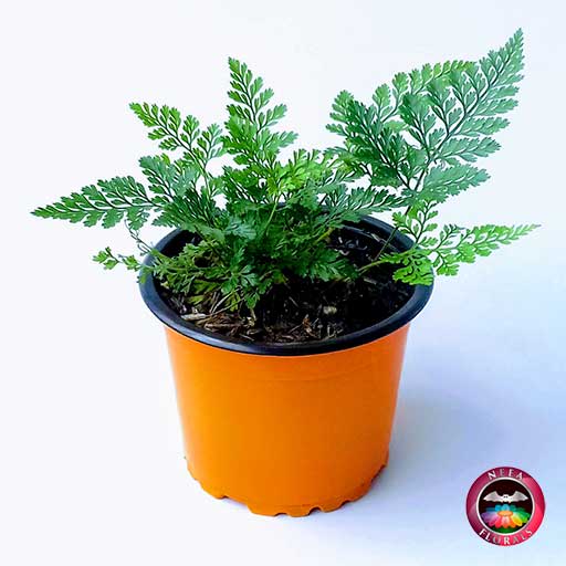 Helecho pata de conejo Davallia 9cm. Hermoso helecho en una colorida matera plástica de 9 cm de diámetro. Compra a domicilio en Bogotá. Vivero Neea Flora.