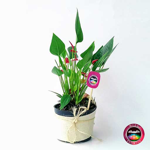 Anturio mini rojo Anthurium andreanum 10cm matera plástica • Neea Flora -  Recordatorios y Regalos con Suculentas