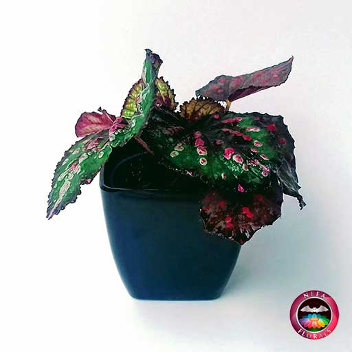 Begonia rex en matera plástica cuadrada lisa • Neea Flora - Recordatorios y  Regalos con Suculentas