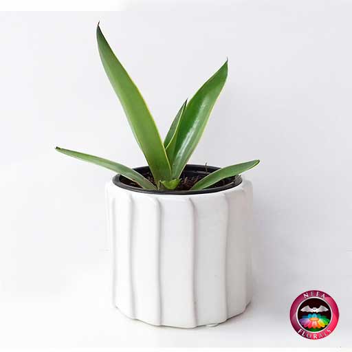 Comprar planta agave liso en matera tuerca blanca frontal Neea flora
