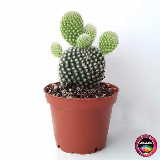 Cactus pequeño P-7 en matera plástica color terracota de 7 cm Neea Flora