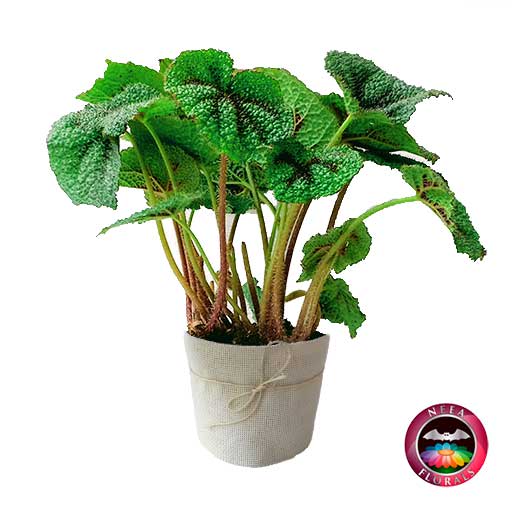 Begonia Cruz de Hierro Begonia masoniana P-10 • Neea Flora - Recordatorios  y Regalos con Suculentas