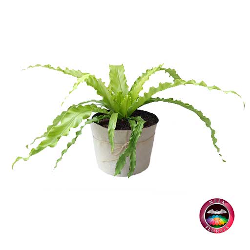 Plantas de Interior Helecho Nido de Ave Crespo Asplenium nidus Neea Flora