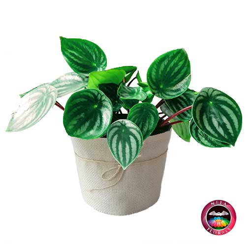 Planta Conchita Peperomia argyreia. Planta de Interior Neea Flora