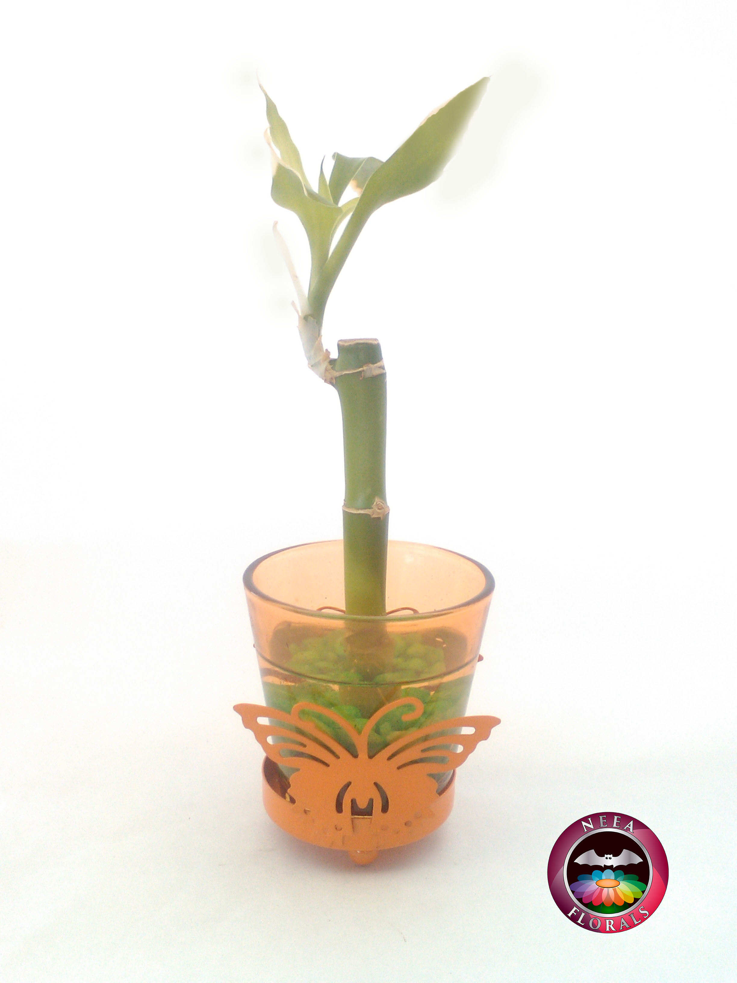 Bambú de la Suerte en Matera Vidrio Mariposa. Catálogo Neea Florals